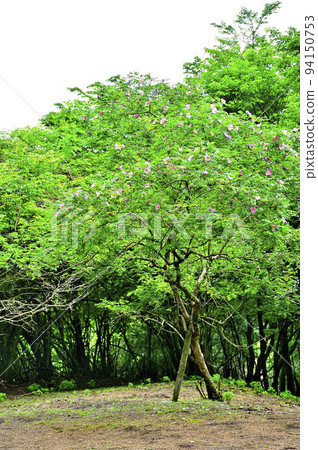 Nishitanzawa's Mt. Furo Sansho Rose 94150753