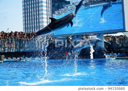 Dolphin show splendid jumps 94150860