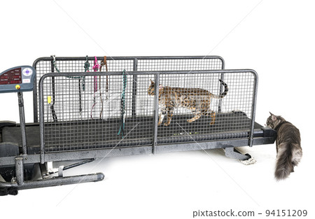 treadmill for cat in studio 94151209