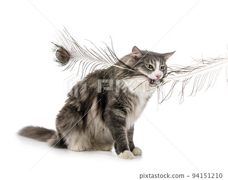 Norwegian Forest cat 94151210