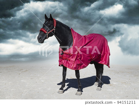 horse and blanket 94151211