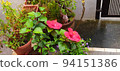 芙蓉紅 94151386