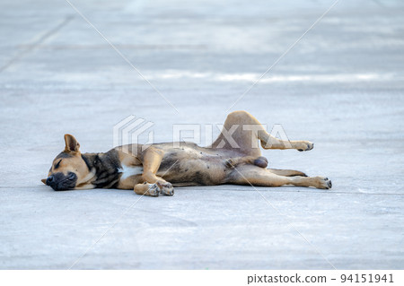 Thai half - breed dog are comfortable relaxing sleep in the middle of street in the noon. 94151941