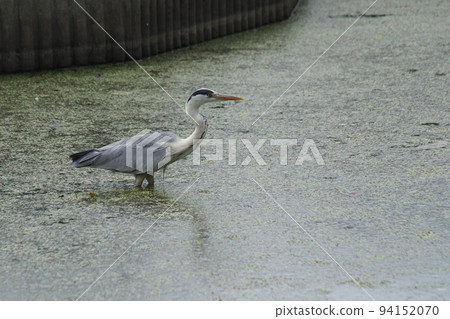 Gray heron 94152070