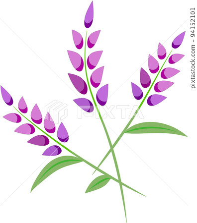 lavender 94152101