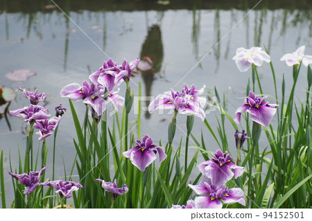 倒映著鳶尾花和蒼鷺的池塘 94152501