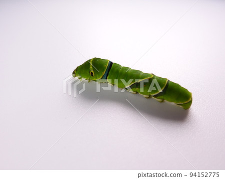 毛毛蟲 毛蟲 幼蟲 燕尾蝶 94152775