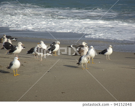 [Spain] Black-tailed gulls in Buriana Beach (Nerja) 94152848