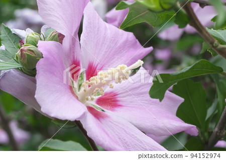 Pink flowers of Mugunghwa: Kanigaya Park [Green background] 94152974
