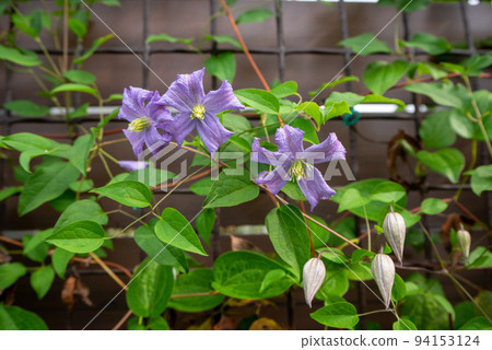 鐵線蓮“查爾斯王子”花被房子的柵欄吸引 鐵線蓮“查爾斯王子”花被房子的柵欄吸引 94153124