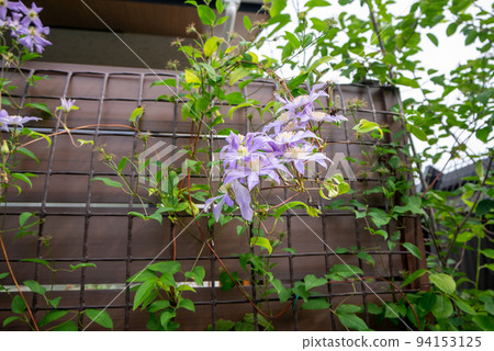 鐵線蓮“查爾斯王子”花被房子的柵欄吸引 鐵線蓮“查爾斯王子”花被房子的柵欄吸引 94153125