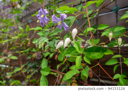 鐵線蓮“查爾斯王子”花被房子的柵欄吸引 鐵線蓮“查爾斯王子”花被房子的柵欄吸引 94153126