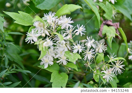 紅葉鬆鬆的小白花 紅葉鬆鬆的小白花 94153246