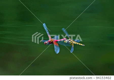 Two dragonflies are flying together Two dragonflies are flying together 94153402