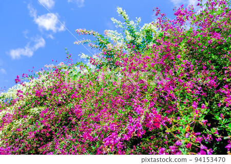 Hagi flowers shining in the blue sky 94153470