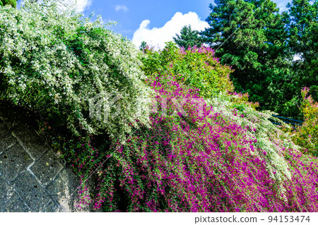 Hagi flowers blooming in Ishigaki 94153474