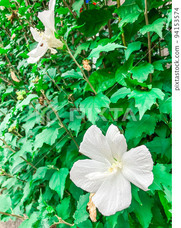 Tokyo Itabashi, Sharon of roses blooming in Nishidai green space in summer 94153574