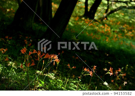 Fox razor flower blooming in Mibikiyama Park, Tochigi City 94153582