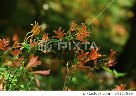栃木市禦壁山公園盛開的狐狸剃須刀花 栃木市禦壁山公園盛開的狐狸剃須刀花 94153589