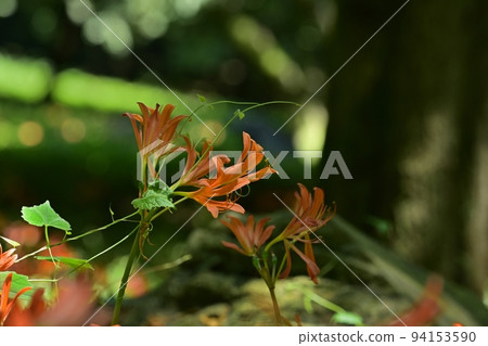 栃木市禦壁山公園盛開的狐狸剃須刀花 栃木市禦壁山公園盛開的狐狸剃須刀花 94153590