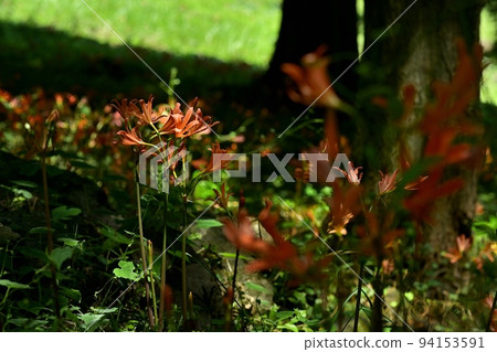 栃木市禦壁山公園盛開的狐狸剃須刀花 栃木市禦壁山公園盛開的狐狸剃須刀花 94153591