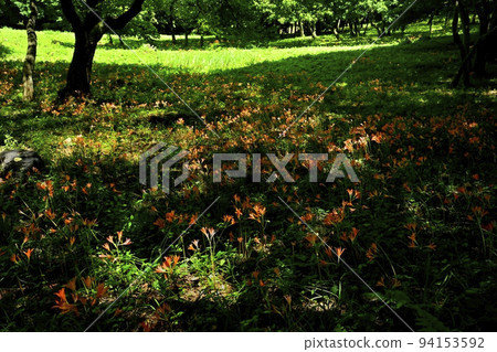 栃木市禦壁山公園盛開的狐狸剃須刀花 栃木市禦壁山公園盛開的狐狸剃須刀花 94153592