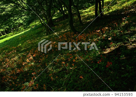 栃木市禦壁山公園盛開的狐狸剃須刀花 栃木市禦壁山公園盛開的狐狸剃須刀花 94153593