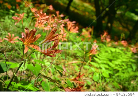 栃木市禦壁山公園盛開的狐狸剃須刀花 栃木市禦壁山公園盛開的狐狸剃須刀花 94153594