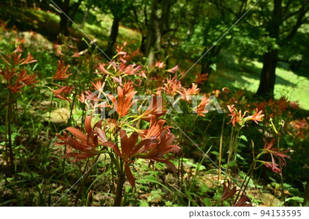 栃木市禦壁山公園盛開的狐狸剃須刀花 栃木市禦壁山公園盛開的狐狸剃須刀花 94153595