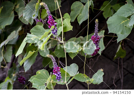 猩紅色的花朵 94154150