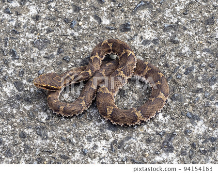 Japanese copperhead on the road 94154163