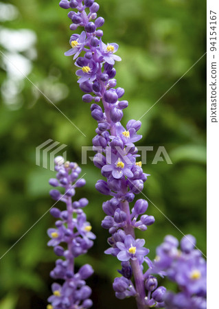 Yaburan花 94154167