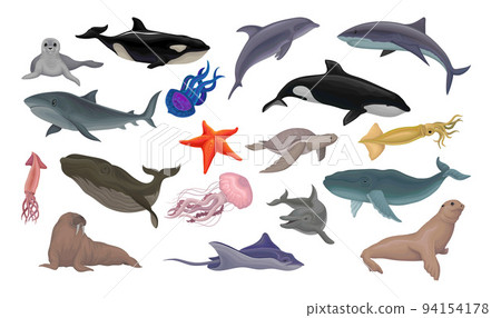 Marine Habitant and Sea Mammal with Dolphin, Shark, Whale, Squid, Jellyfish and Walrus Big Vector Set 94154178