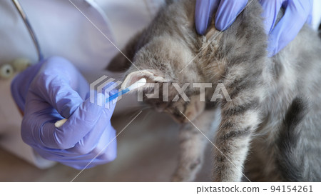 Veterinarian carefully cleans ears of fluffy gray kitten Veterinarian carefully cleans ears of fluffy gray kitten 94154261