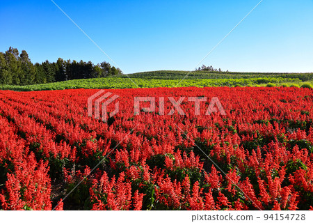 Salvia in full bloom in Kamifurano in the morning Salvia in full bloom in Kamifurano in the morning 94154728