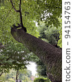 Strong tree 94154763