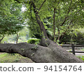 A mighty tree with branching branches 94154764