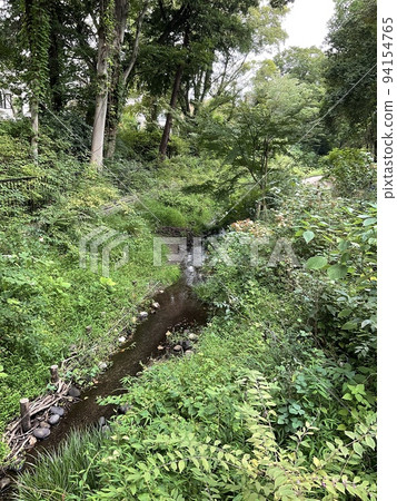 Forest creek Forest creek 94154765