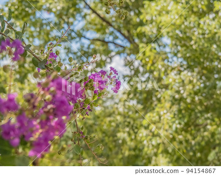 Momokazu Park, Yao City, Annakacho 94154867