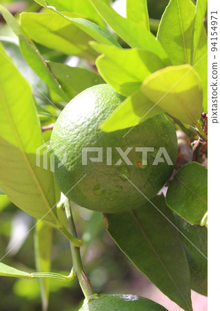 藍色橘子 94154971