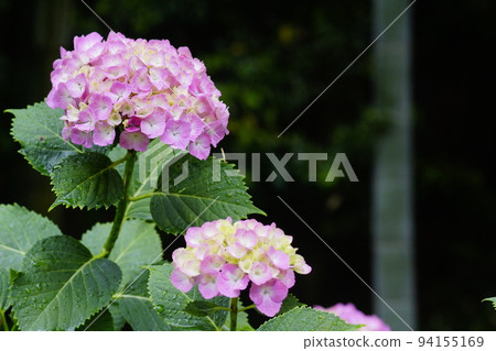 竹林和繡球花 94155169