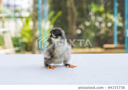 Black Baby Australorp Chick sit on white cloth cover the table with bokeh and blur garden at an outdoor field Black Baby Australorp Chick sit on white cloth cover the table with bokeh and blur garden at an outdoor field 94155736