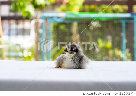 Black Baby Australorp Chick sit on white cloth cover the table with bokeh and blur garden at an outdoor field 94155737
