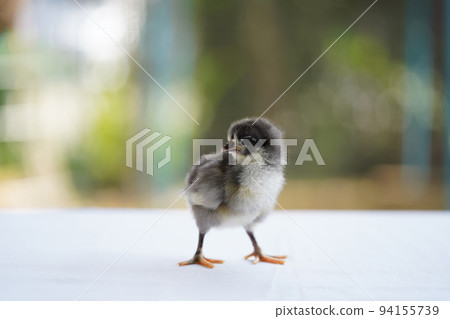 Black Baby Australorp Chick stands on white cloth cover the table with bokeh and blur garden at an outdoor field Black Baby Australorp Chick stands on white cloth cover the table with bokeh and blur garden at an outdoor field 94155739