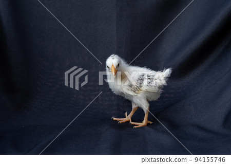 baby Hamburg Chicken is standing on dark cloth blue background. baby Hamburg Chicken is standing on dark cloth blue background. 94155746