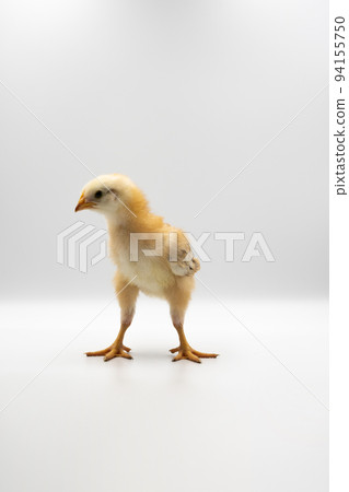 Isolated Little Rhode Island Red baby chicken team stand in a row on solid white clear background in studio light. 94155750