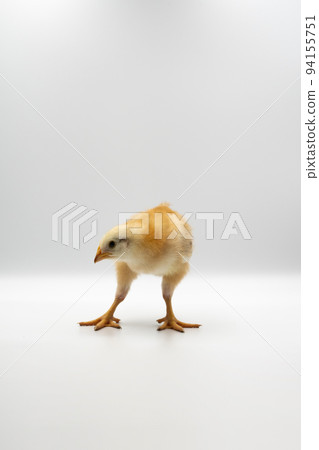 Isolated Little Rhode Island Red baby chicken team stand in a row on solid white clear background in studio light. 94155751