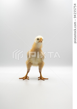 Isolated Little Rhode Island Red baby chicken team stand in a row on solid white clear background in studio light. 94155754