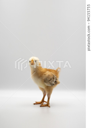 Isolated Little Rhode Island Red baby chicken team stand in a row on solid white clear background in studio light. Isolated Little Rhode Island Red baby chicken team stand in a row on solid white clear background in studio light. 94155755