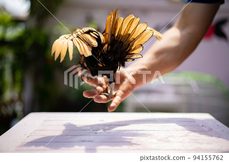 Backside Sebright Chick spreads the wings and hangs on to the human hand on the wood table in outdoor light. 94155762